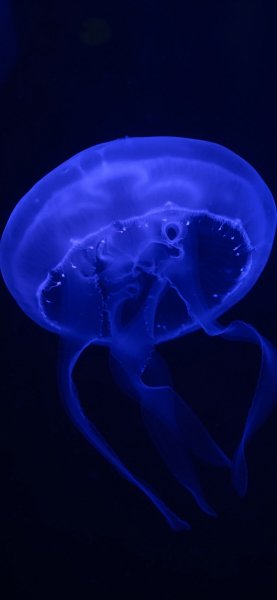p154783