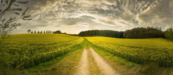 Priroda-tropinka-trava-derevia