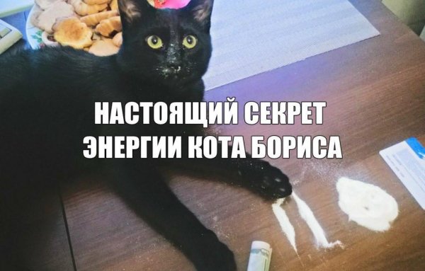 Нарко коты