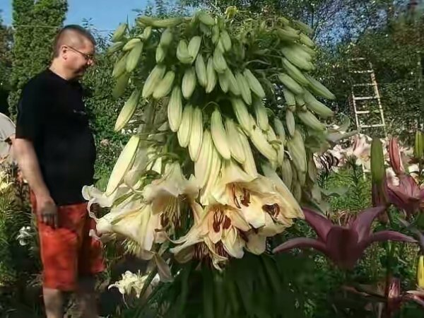 Кардиокринум