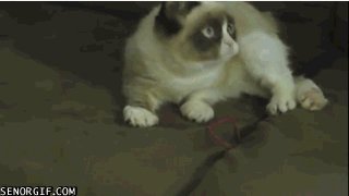 Кот играет