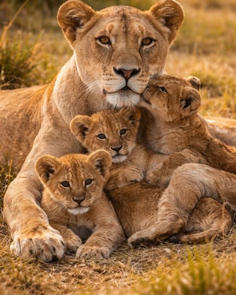 Cb9598d0d9f25bbda30a83e5d80a911f