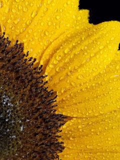 file_78240121