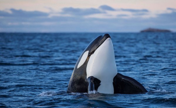 Whales and dolphins premium 4