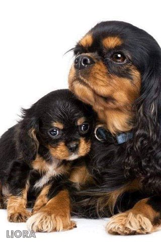 file_78462731