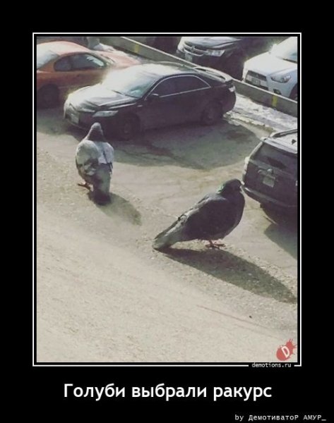 Голуби выбрали ракурс