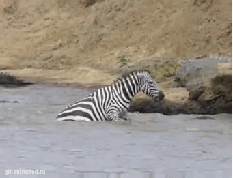 Охота крокодила на зебру