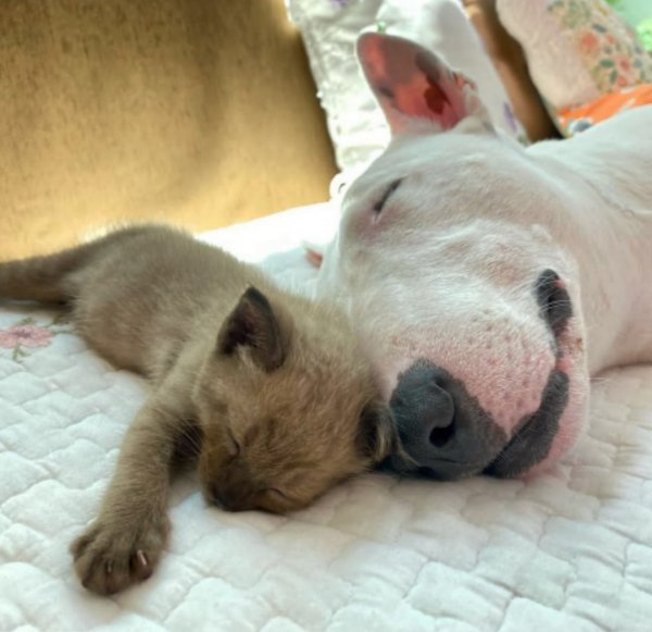 Крепкий сон