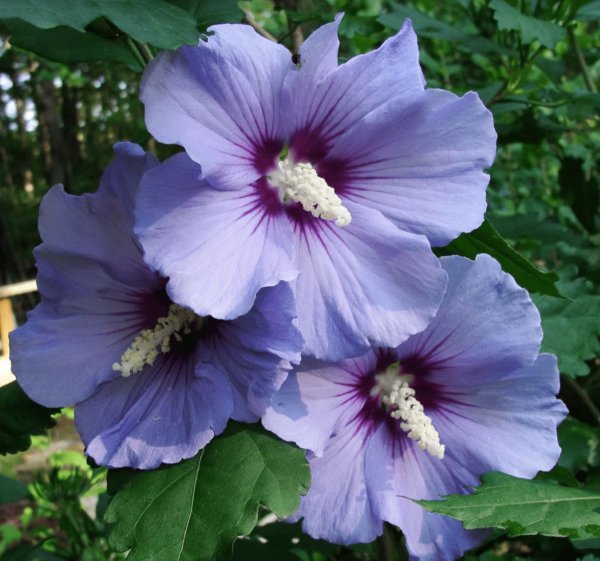 Гибискус Блю Сатин (Blue Satin)