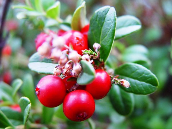 Брусника Ред Перл