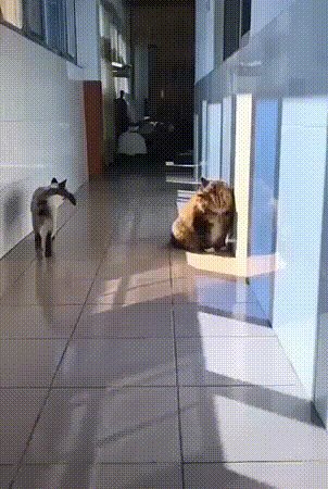 ))