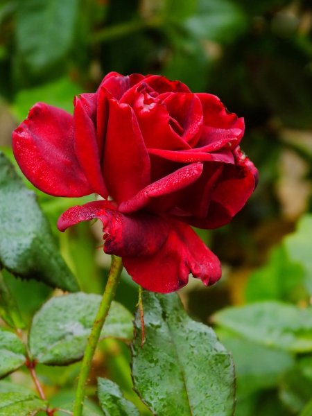 Октябрьская