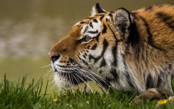 tigr trava na zemle