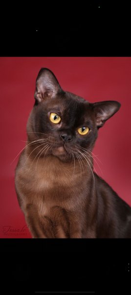 Кот
