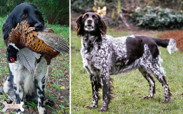 Мюнстерлендер большой (2)