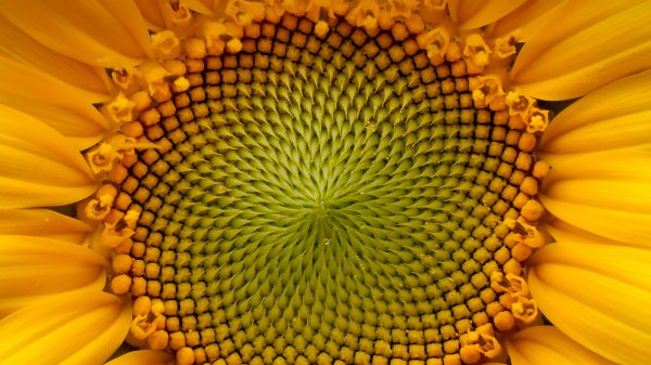 HelianthusAnnuus ROW2209138856 UHD