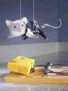 Mouse