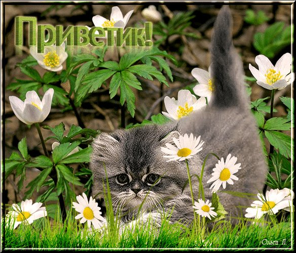 Анимированная открытка приветик приветик