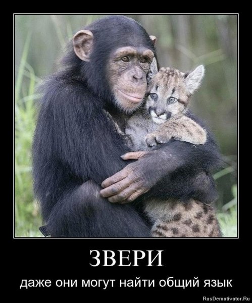 Даже звери могут найти общий язык
