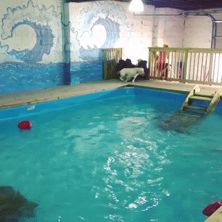 Вечеринка в бассейне