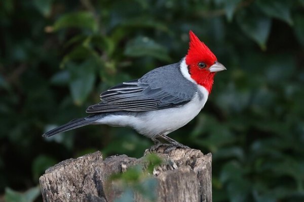 КРАСНОХОХЛАЯ КАРДИНАЛОВАЯ ОВСЯНКА