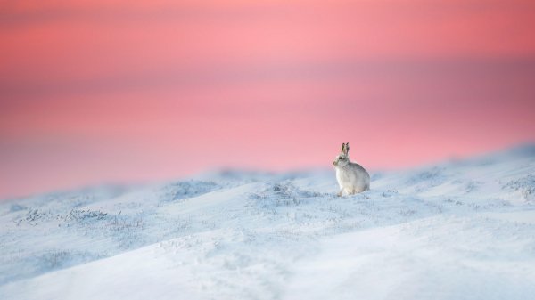 Заяц-беляк Год кролика 2023 Year Rabbit UHD обои 4К