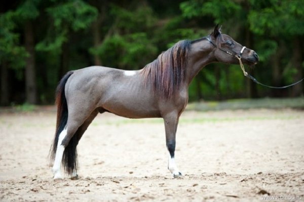 Американская миниатюрная лошадь (3)