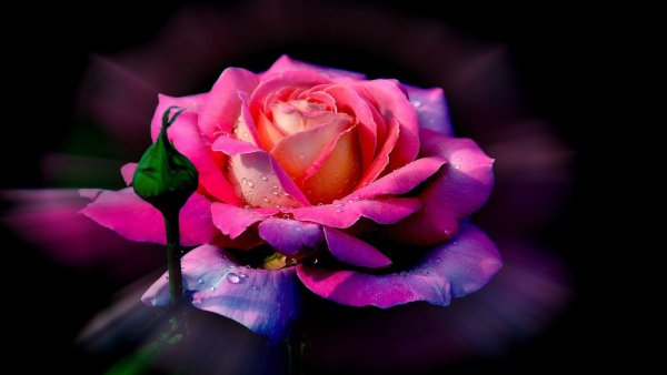 file_68877453
