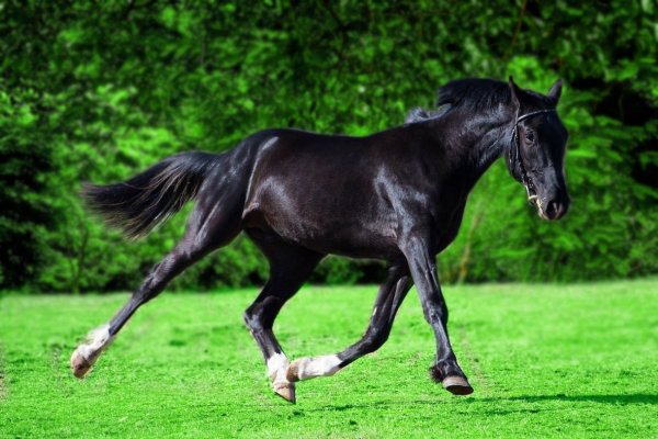 Лошадь Орловский рысак 13