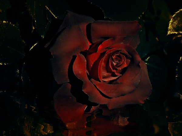 Красивая роза