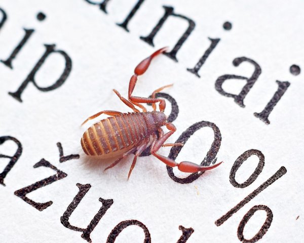 Ложноскорпиондомашний