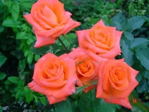 file_96291752