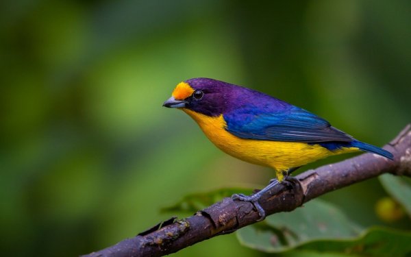 Purple Yellow Bird