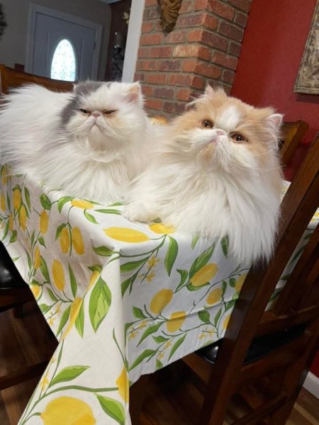 FB IMG 1775222617374