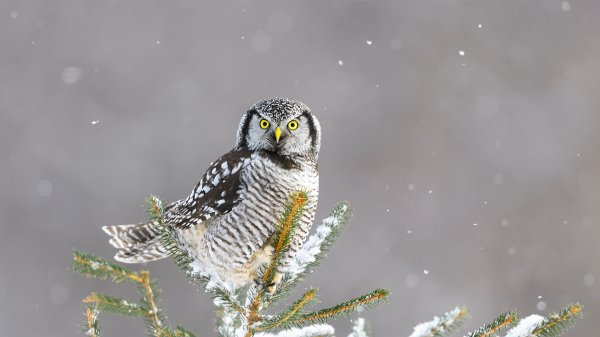 NorthernHawkOwl ROW1346002612 UHD