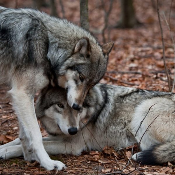wolf love