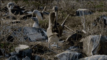 Олуши голубоногие