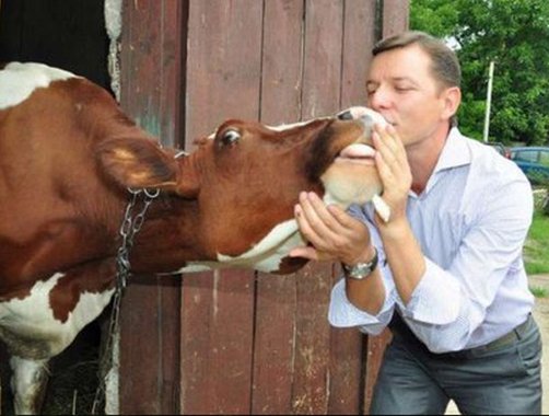 ляшко и рогатыйvju8aajowd