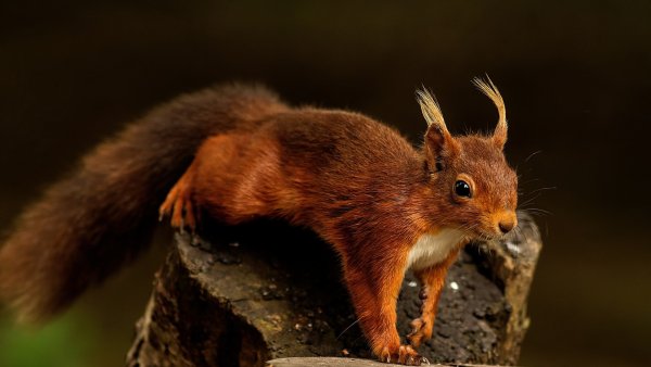 Белка обои ПК