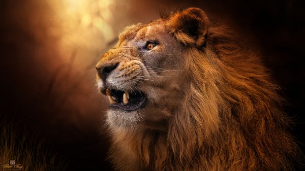 99px ru wallpaper 304069 zloj lev by s u n i l