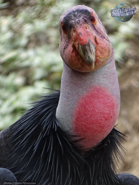 Кондор калифорнийский