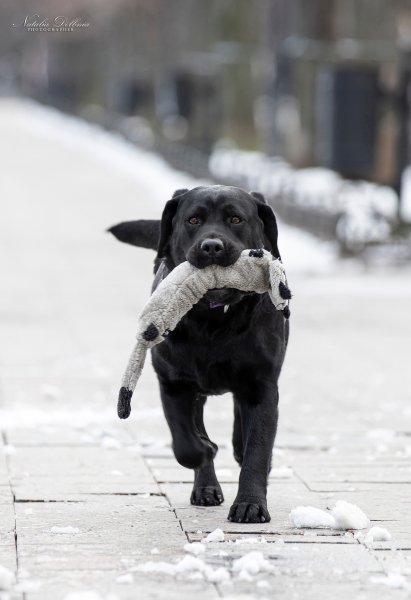 RDCHDGJVDHCFFJG6LPAJU