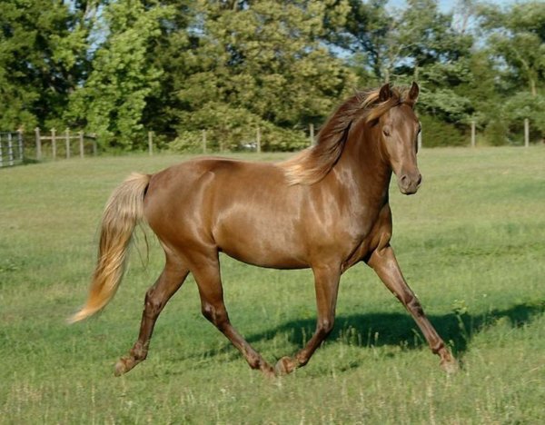 Лошадь Морган