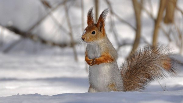 4в (3772) (Copy) (Copy)