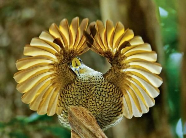 Райская-птица