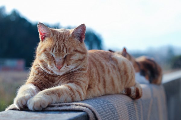 Рыжий кот