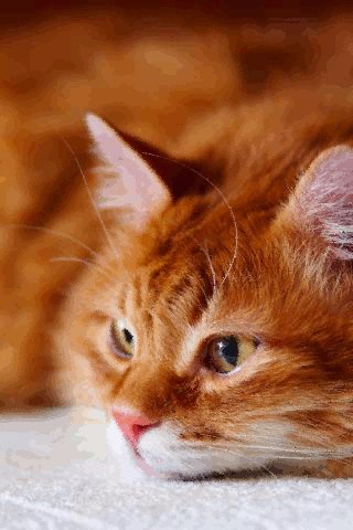 file_74845588