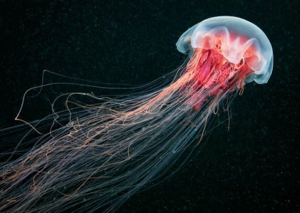 7 jellyfish