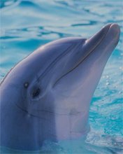 file_13817285
