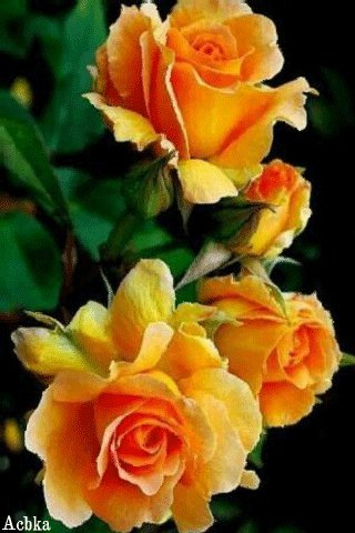 file_95217067